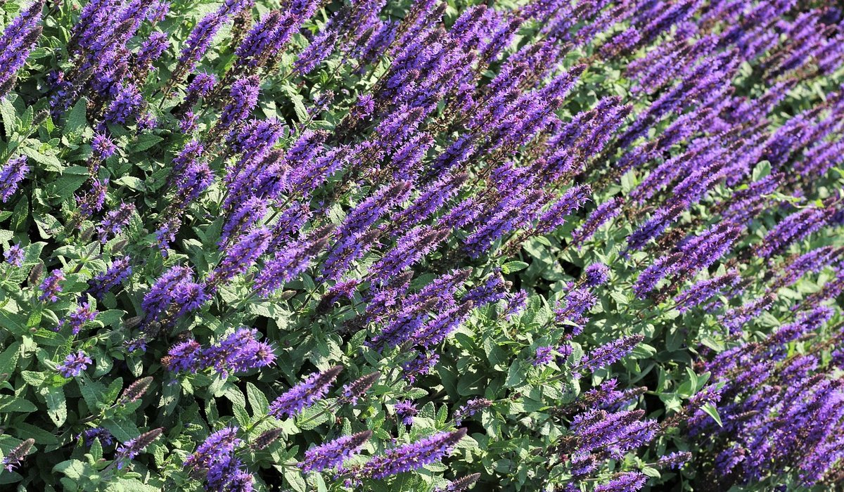 Best herbs to grow on a kitchen windowsill