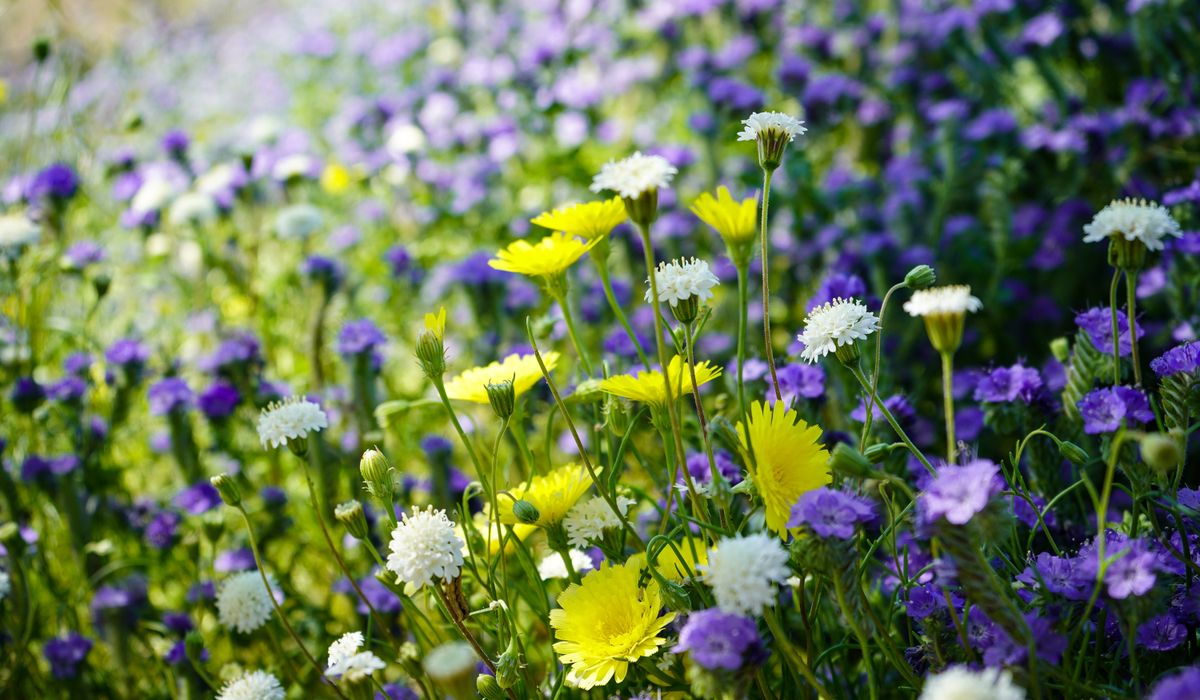 Planting a wildflower meadow in a garden corner
